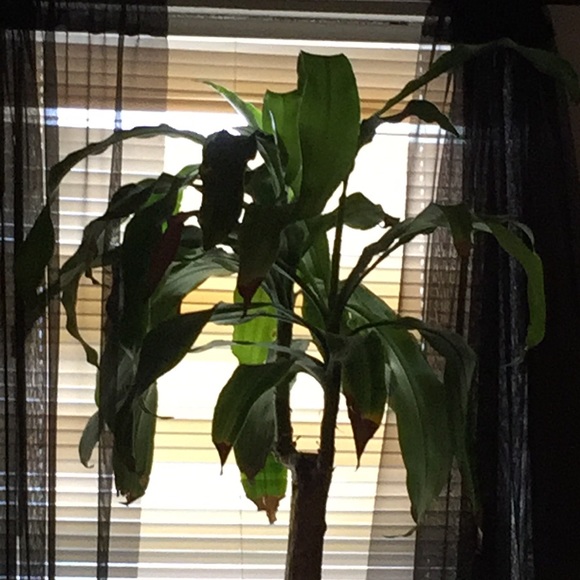 Meet your Posher, Jake - Picture 1 of 1